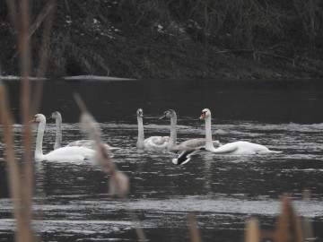 Ptasia Godzinka w Załęczańskim Parku Krajobrazowym, <p>Fot. K. Gara</p>